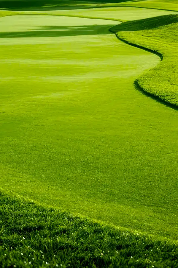 Tif Dwarf Hybrid Bermuda