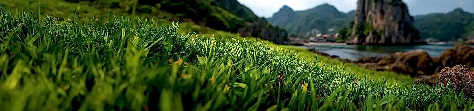 Sea Dwarf Paspalum Vaginatum