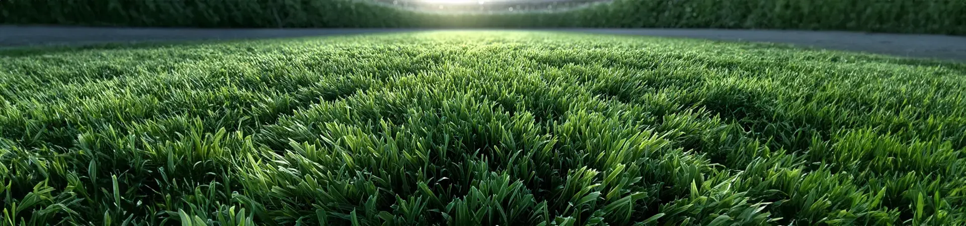 Tifway 419 Hybrid Bermuda